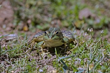 green frog Pelophylax saharicus in the wild, Morocco