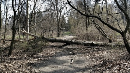 Zwalone drzewo © michalsen