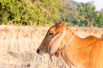 Fototapeta premium cow in rice paddy field