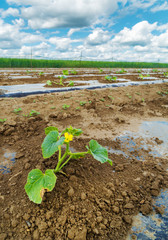 Melon plant flowering at field on foil