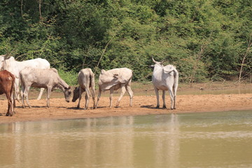 A herd of cows in Ghana