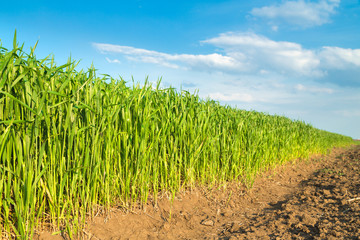Agricultural field, green wheat