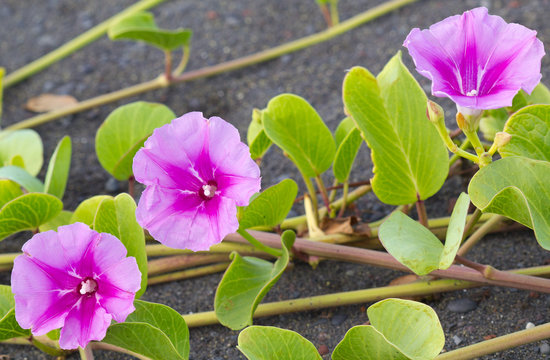 fleurs d'ipom&eacute;e, patate &agrave; Durand sur dune de sable