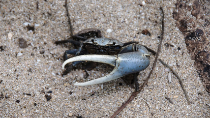 Fiddler crab