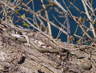 grass snake