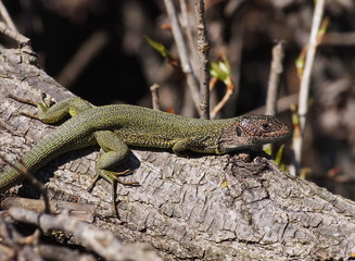 Eastern Green Lizard  in spring, Lacerta viridis