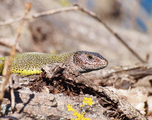 Eastern Green Lizard  in spring, Lacerta viridis