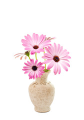White and Pink Osteospermum Daisy