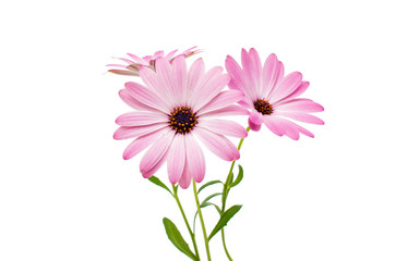 Obraz na płótnie Canvas White and Pink Osteospermum Daisy