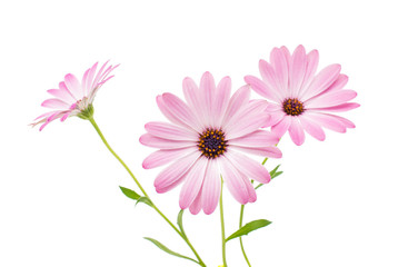 White and Pink Osteospermum Daisy