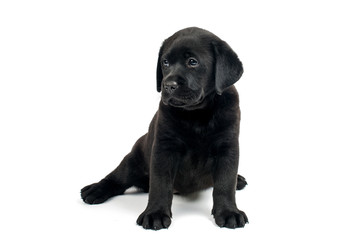 Black Labrador puppies