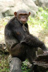 Old Chimpanzee Monkey with serious face