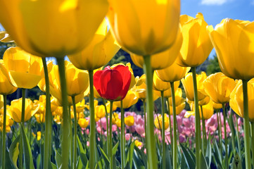 Rote Tulpe