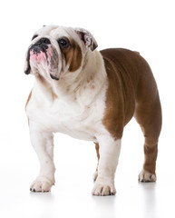 bulldog standing