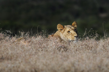 Lioness (Panthera leo), Masai Mara, Kenya