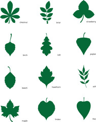 Set of silhouettes of leaves of different trees