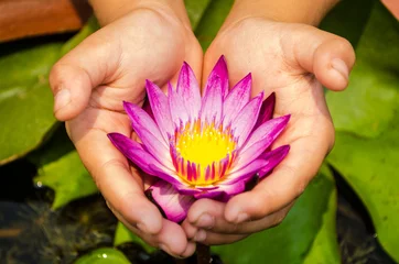 Photo sur Plexiglas fleur de lotus Fleurs à la main