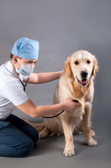 student spends auscultation dog