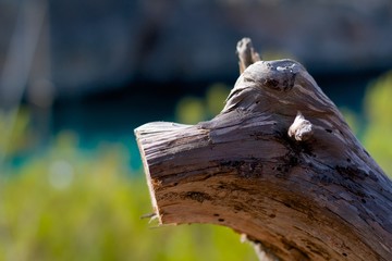 Ast mit feinem Bokeh