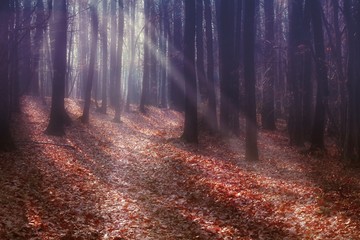 Beautiful morning in the misty autumn forest with sun rays