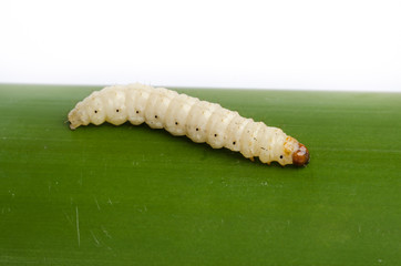 Bamboo worm ,