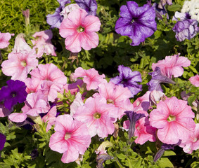 Pink petunia