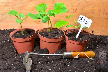 Gärtner Pflanzen Anzucht Erde Bio