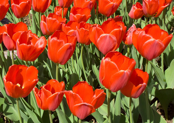 Red tulips