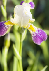 Iris of white and purple colours