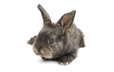 Obraz premium little rabbit