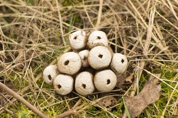 Lycoperdon perlatum