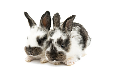 Fototapeta premium little rabbits