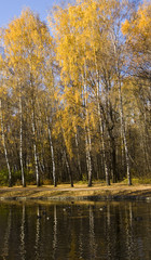 Autumn birch forest