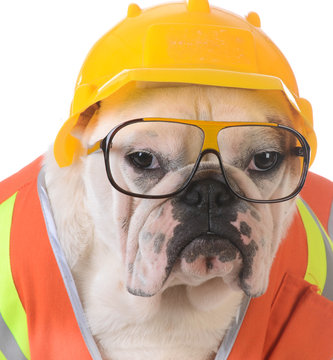 dog with construction hat