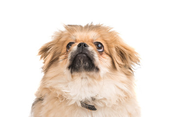 Pekinese dog portrait