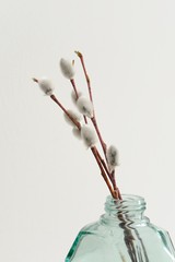 Pussy willow twigs in green glass jar vase on white background © alexeyborodin