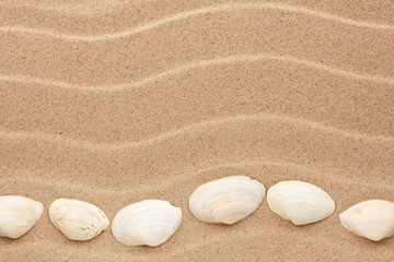 Fototapeta na wymiar White shell lie on the sand