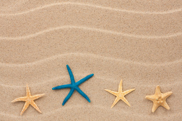 Fototapeta na wymiar Starfish lie on the sand