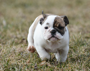 bulldog puppy