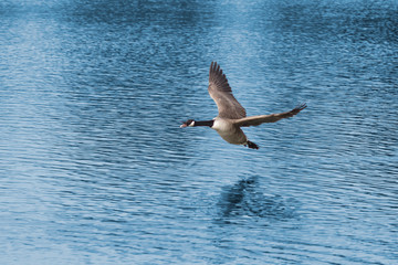 UnitedKingdom, Devon Goose Coming in for Landing on the Lake