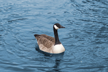 UnitedKingdom, Devon Goose  in the Lake