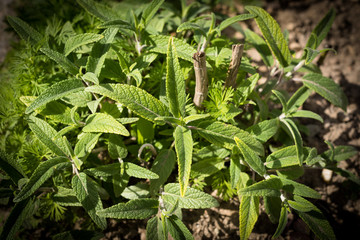Salvia, Sage, Salvia Officinalis