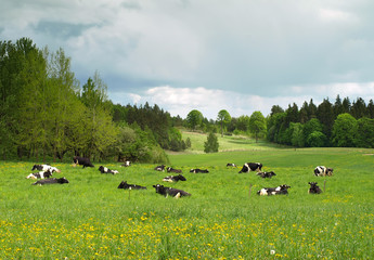 cows on field