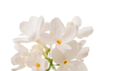 Fototapeta na wymiar white lilac