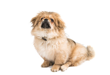 Pekinese dog portrait