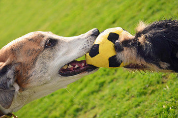 Tug of War