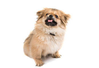 Pekinese dog portrait
