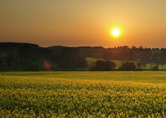 Obraz premium sunset over canola fields