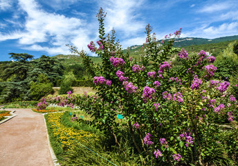Fototapeta na wymiar Botanical garden Nikitsky, Yalta, Crimea, Russia.