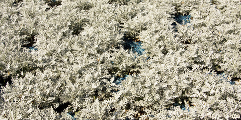 Cineraria maritima